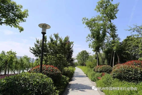 2017年度杭州市優秀園林綠化工程道路組金獎 三江兩岸整治 江濱西大道景觀工程 一期