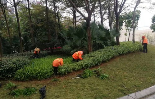 搶抓春日好時機 蓬江區(qū)開展綠化養(yǎng)護行動