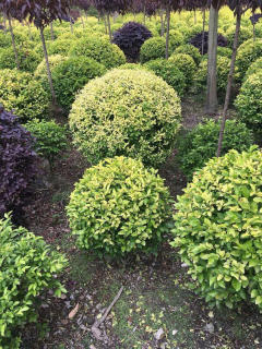 基地直供私家花園景觀造型綠化苗木、園林綠化工程施工