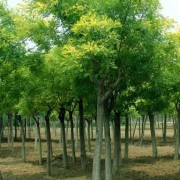 公司介紹|濱州嘉禾園苗木基地