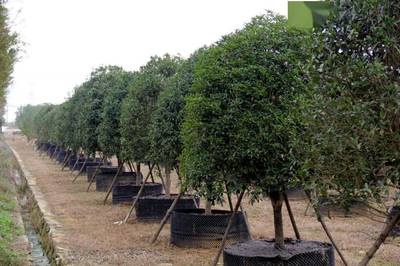 市園林和林業局領導調研武漢園發公司苗圃基地