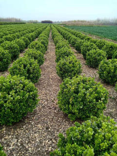 廊架施工、園林養護綠化、承接綠化工程綠化養護庭院設計