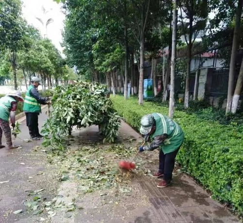 度假區(qū)城市管理局開展園林綠化安全隱患排查整治工作